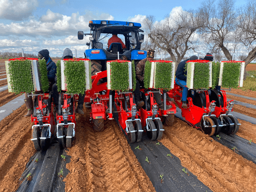 Semis - Planteuses - Planteuse repiqueuse