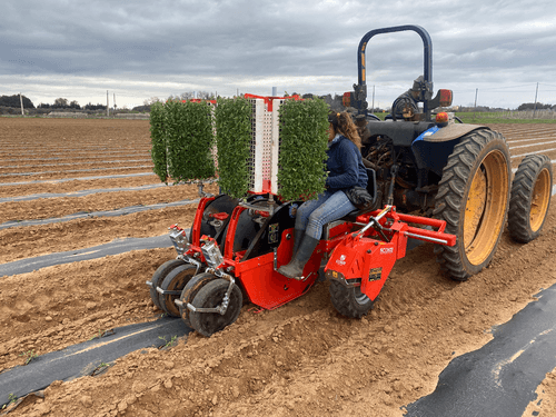 Semis - Planteuses - Planteuse repiqueuse
