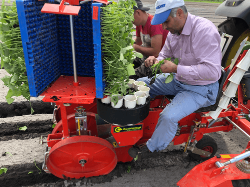 Semis - Planteuses - Planteuse repiqueuse