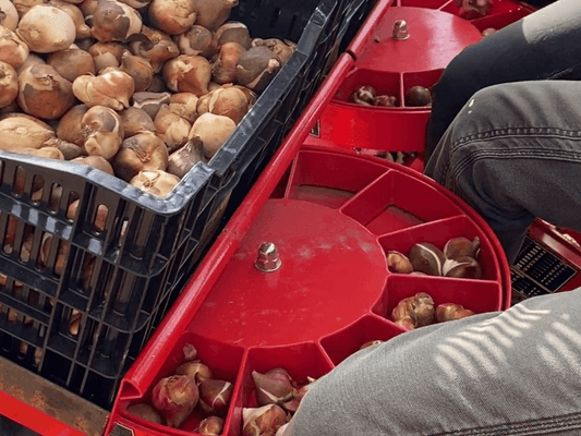 Semis - Planteuses - Planteuse de pommes de terre F300L