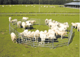 Matériel d'élevage - Cage, parc et couloir de contention - Panel de contention JOURDAIN