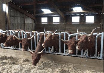 Matériel d'élevage - Cornadis - Cornadis Suédois monotube