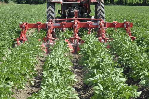 Entretien - Bineuses - Bineuse butteuse HILLSTAR