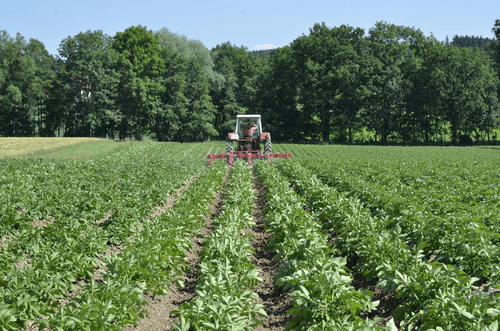 Entretien - Bineuses - Bineuse butteuse HILLSTAR