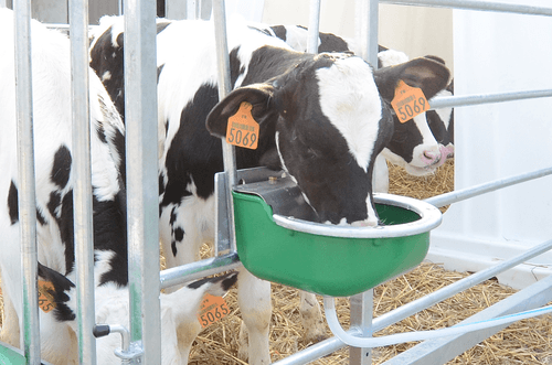 Abreuvement - Abreuvoirs et accessoires - Abreuvoir anti-lapage LAC 5A