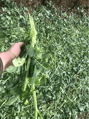 Entretien - Rouleau - Rouleau destructeur VITICUT