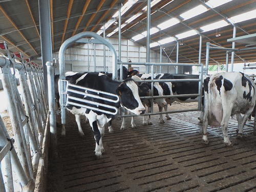 Matériel d'élevage - Barrière herbage - Barrière  4 lisses