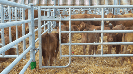 Matériel d'élevage - Barrière herbage - Barrière 5 lisses