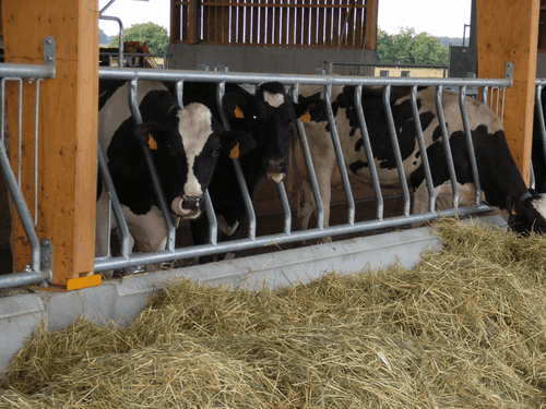 Matériel d'élevage - Cornadis - Cornadis LS oblique