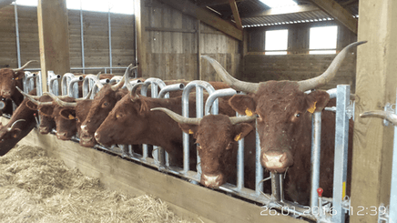 Matériel d'élevage - Cornadis - Cornadis Suédois monotube