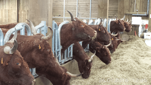 Matériel d'élevage - Cornadis - Cornadis Suédois monotube