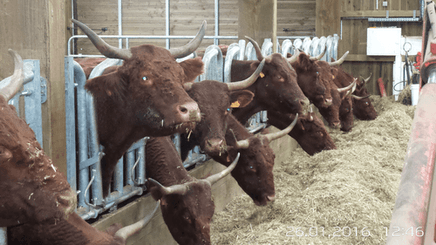 Matériel d'élevage - Cornadis - Cornadis Suédois monotube