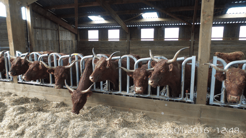 Matériel d'élevage - Cornadis - Cornadis Suédois monotube