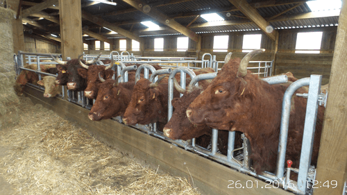 Matériel d'élevage - Cornadis - Cornadis Suédois monotube