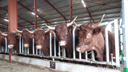 Matériel d'élevage - Cornadis - Cornadis Suédois monotube