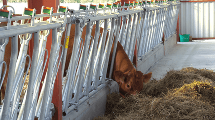 Matériel d'élevage - Cornadis - Cornadis réglage collectif