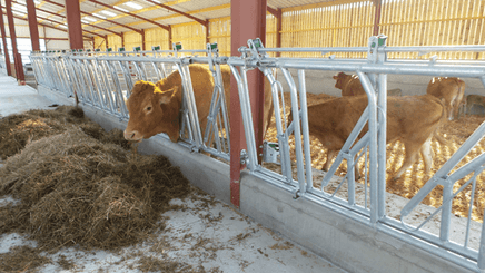 Matériel d'élevage - Cornadis - Cornadis réglage collectif