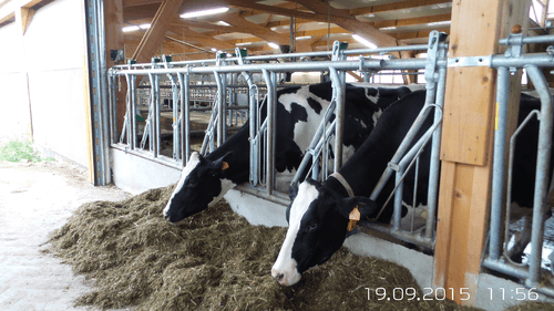 Matériel d'élevage - Cornadis - Cornadis réglage collectif