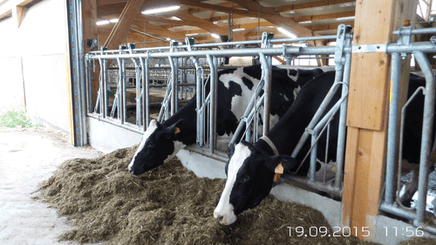 Matériel d'élevage - Cornadis - Cornadis réglage collectif