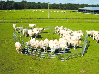 Matériel d'élevage - Cage, parc et couloir de contention - Panel de contention JOURDAIN