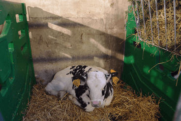 Matériel d'élevage - Case et logette veau - Cases à veaux JOURDAIN