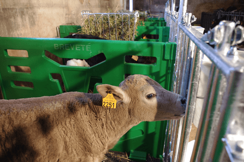 Matériel d'élevage - Case et logette veau - Cases à veaux JOURDAIN