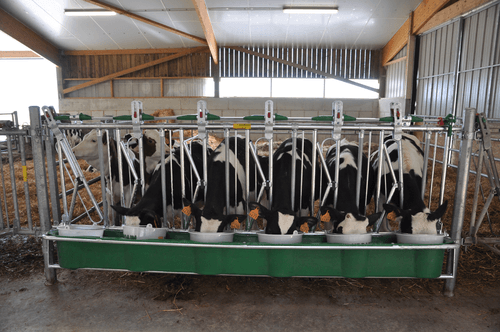 Matériel d'élevage - Cornadis - Cornadis SAFETY veau