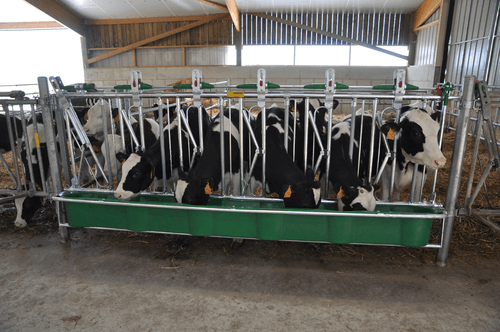 Matériel d'élevage - Cornadis - Cornadis SAFETY veau