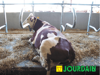 Matériel d'élevage - Logette et libre service - Logettes à veaux JOURDAIN