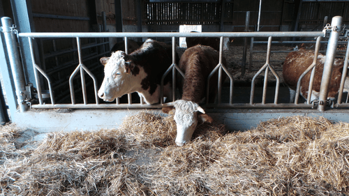 Matériel d'élevage - Logette et libre service - Panneaux libre service JOURDAIN