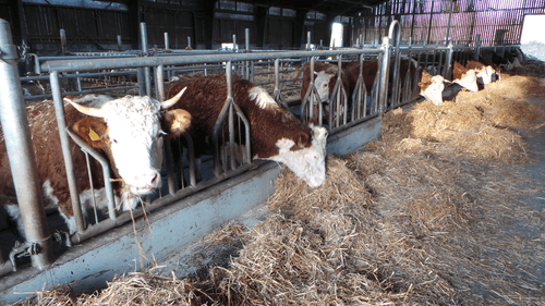 Matériel d'élevage - Logette et libre service - Panneaux libre service JOURDAIN