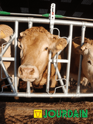 Matériel d'élevage - Cornadis - Cornadis SAFETY IV