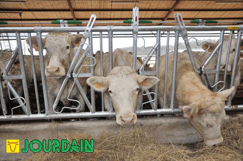 Matériel d'élevage - Cornadis - Cornadis SAFETY IV