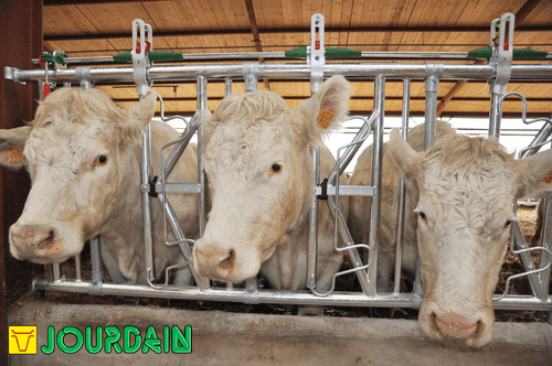 Matériel d'élevage - Cornadis - Cornadis SAFETY IV