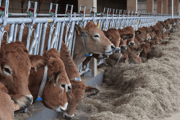 Matériel d'élevage - Cornadis - Cornadis SAFETY IV