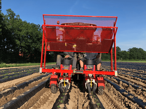 Semis - Planteuses - Planteuse repiqueuse