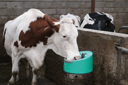 Abreuvement - Abreuvoirs et accessoires - Abreuvoir STALCHO 2 50W