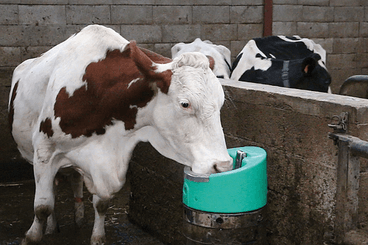 Abreuvement - Abreuvoirs et accessoires - Abreuvoir STALCHO 2 50W