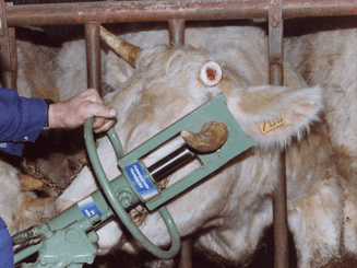Matériel d'élevage - Cage, parc et couloir de contention - Ecorneuse à bovins hydraulique