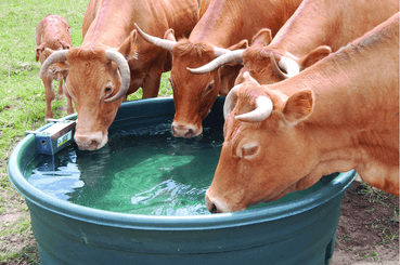 Abreuvement - Bacs - Bac de pâturage 750 L